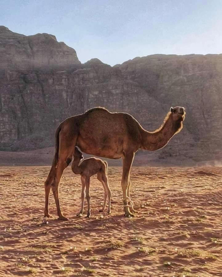 Wadi Rum Camp Exterior foto